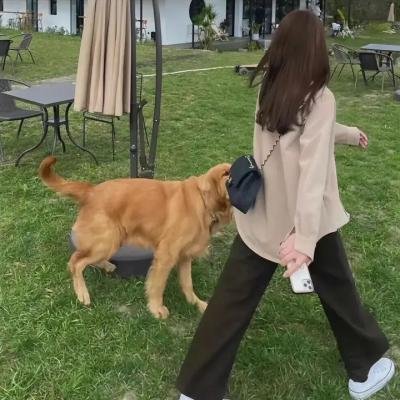 飞女芝芝